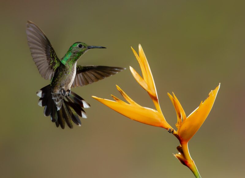  Hummingbirds - animal world 
