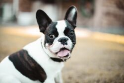 Dog Breeds - French Bulldog
